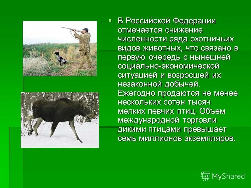 Кабан секач степной. Аляскинский лось. Охотничье промысловые звери. Лесные обитатели. Тульская фауна.