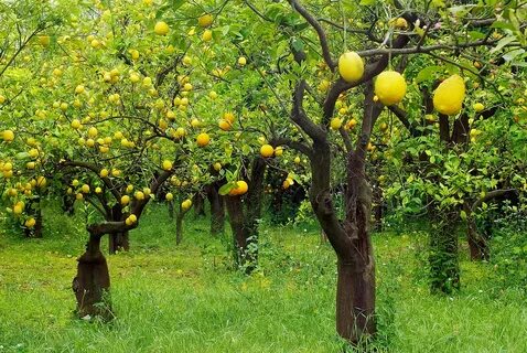 Lemon tree garden