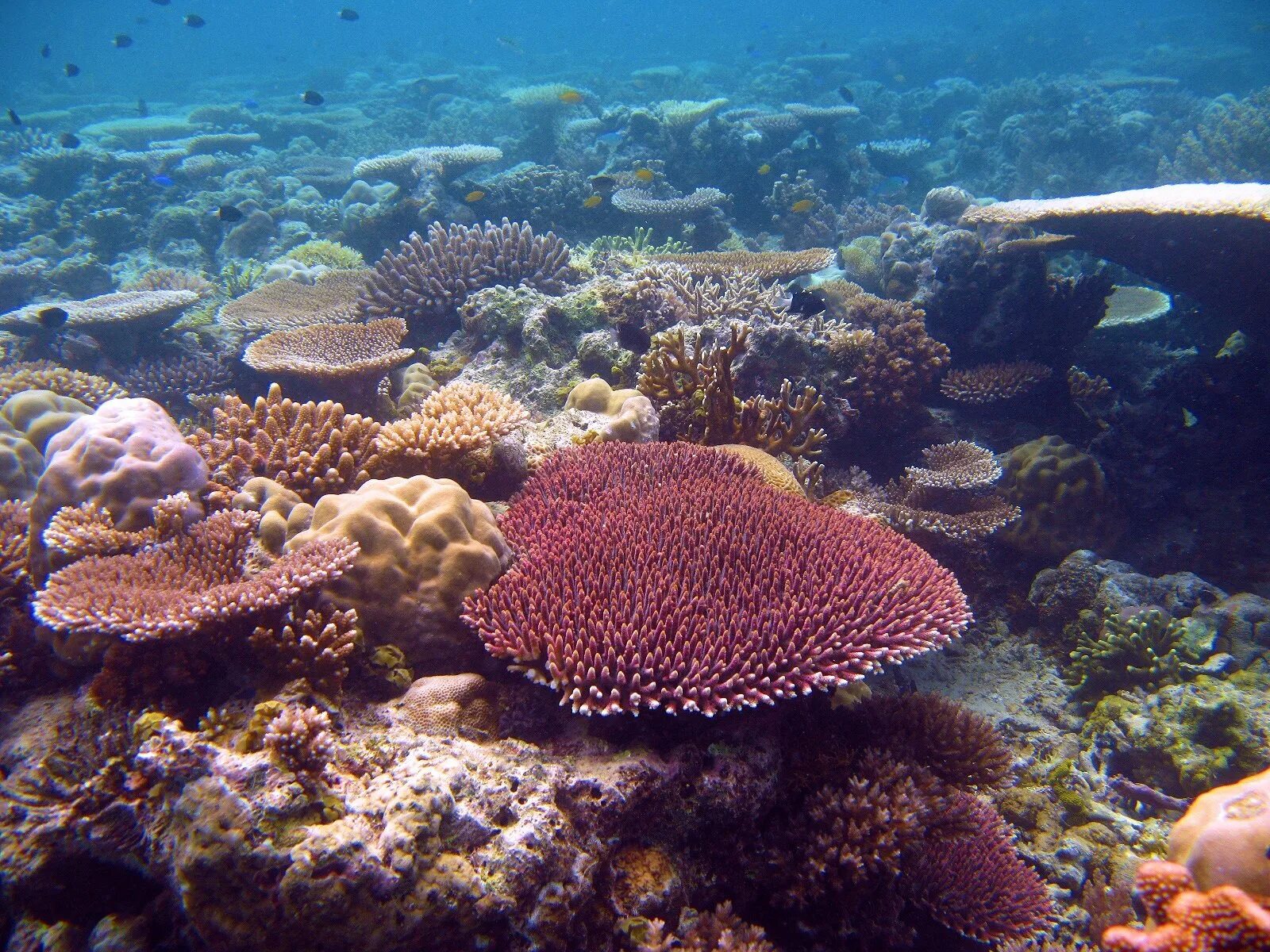 Great barrier reef corals. Акропора миллепора. The great Barrier Reef. Риф Учанбалык. Рифы в Омане.