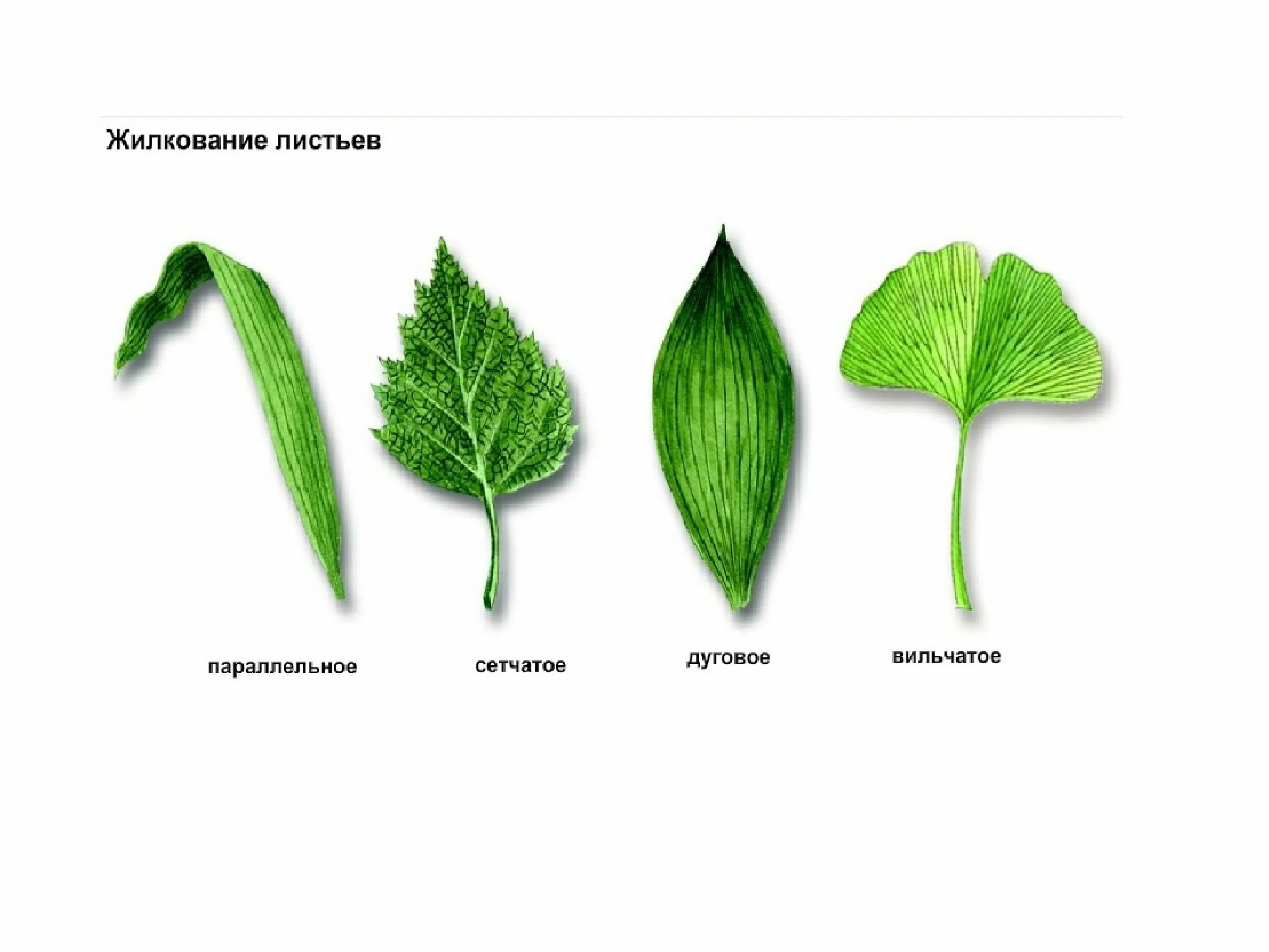 Жилкование сетчатое дуговое параллельное. Жилкование листьев сетчатое параллельное дуговое. Перисто краевое жилкование. Гинкго жилкование. Жилкование листовой пластинки.