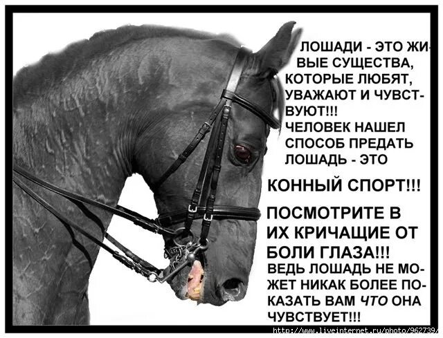 Почему любят лошадей. Цитаты про лошадей. высказывания о лошадях. красивый конь цитата. кони афоризмы.