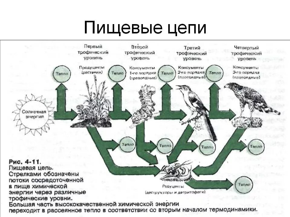 Первыми в пищевой цепи являются. Структура пищевой цепи. Цепь питания трофическая цепь. Цепочка питания в почве. Пищевая трофическая цепь питания.