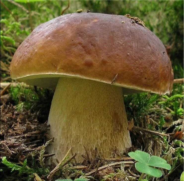 Гриб Боровик. Белый гриб берёзовый Boletus betulicola. Боровик гриб и белый гриб. Боровик настоящий Boletus edulis. Боровик бывает