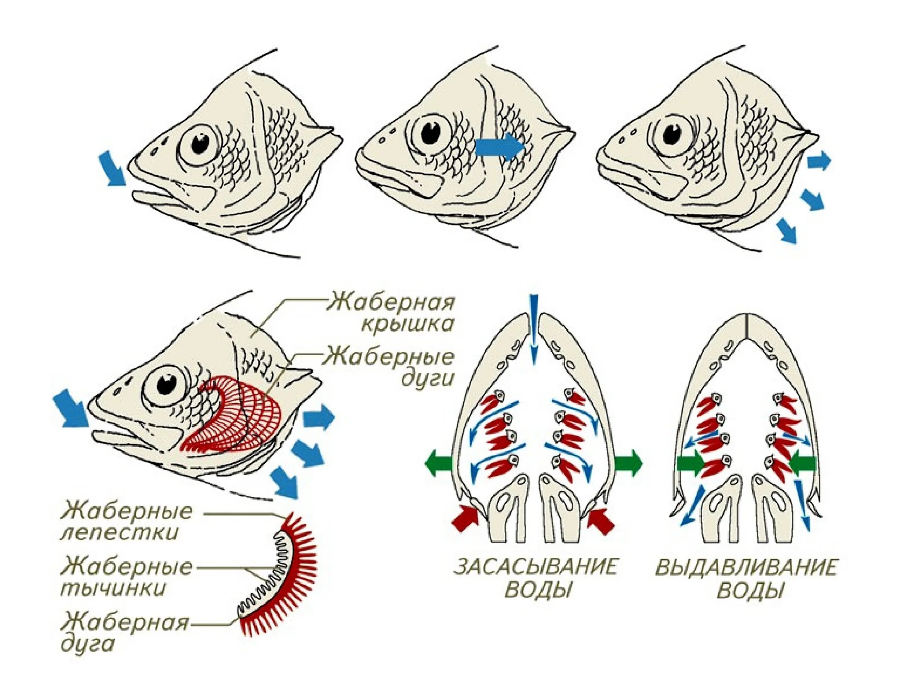Дыхательная система рыб жабры. Дыхательная система костных рыб схема. Органы дыхательной системы у рыб. Строение жаберной крышки у костных рыб. Рыба дышащая легкими