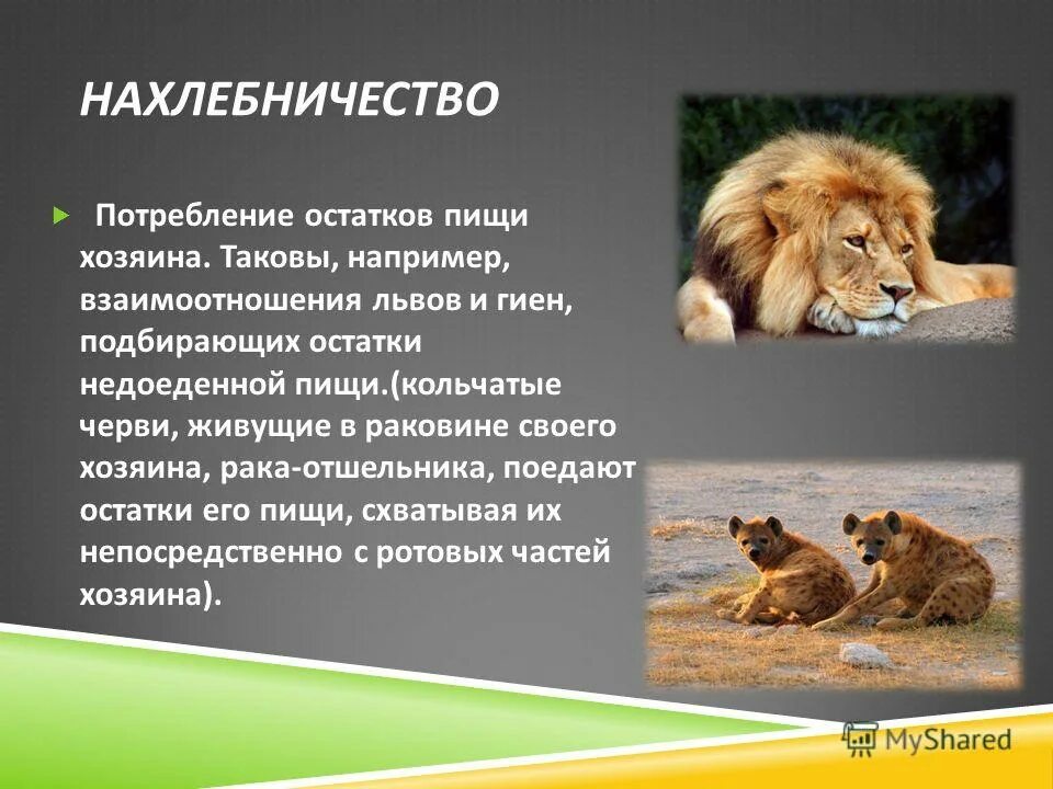 Комменсализм нахлебничество. Нахлебничество взаимоотношения. Тип взаимосвязи нахлебничество. Отношения между львами и гиенами.