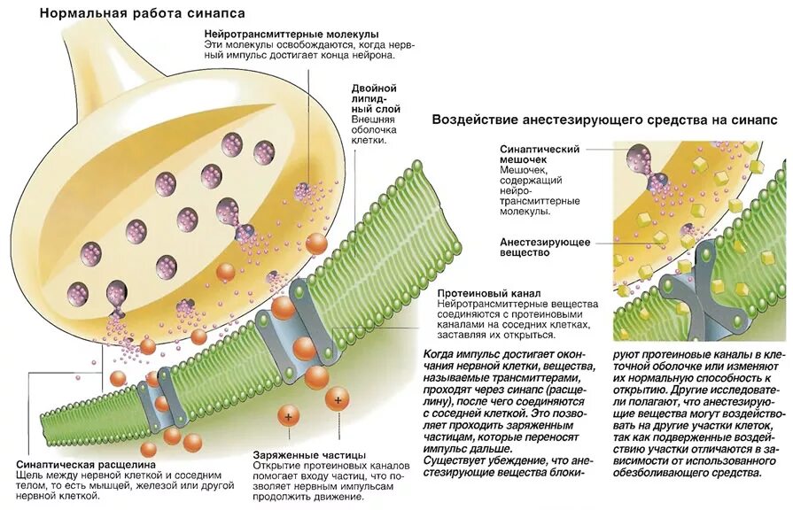 Синапс 10. Синапс 10. Строение синапса без подписей. Химический синапс физиология. Медиаторы синапсов.