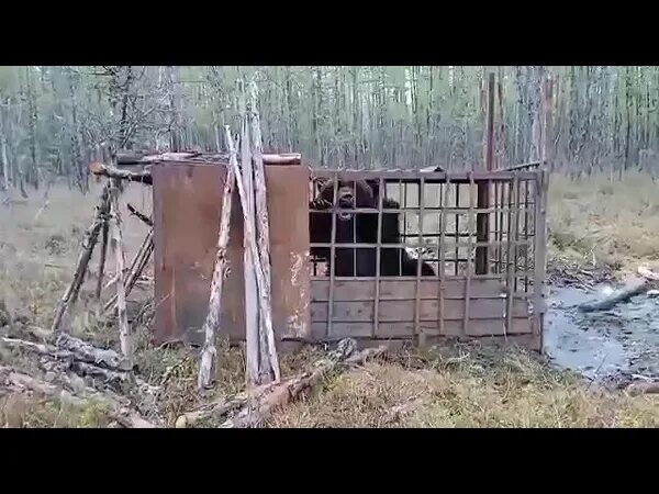 Имя тупого людоеда который оказался. Медведь людоед попал в ЛОВУШКУ. ЛОВУШКА на медведя. Медведь людоед Усть Кут.