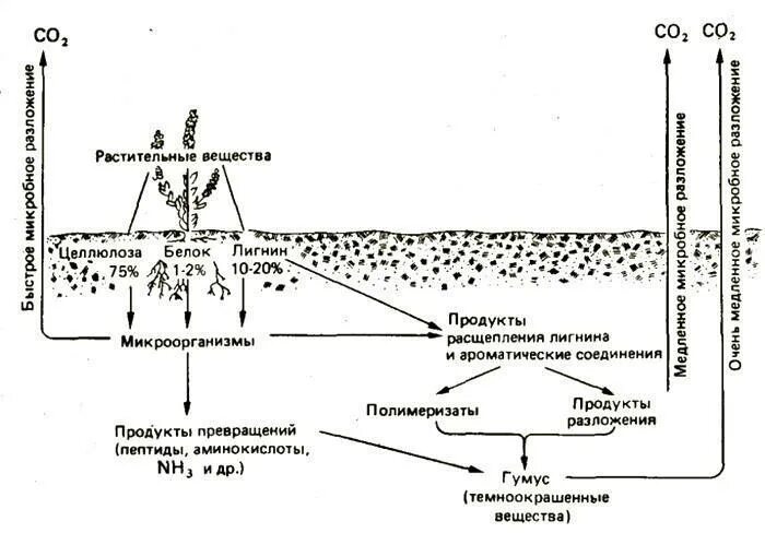 Распад растений. Образование гумуса схема. Почвенные микроорганизмы схема. Образование гумуса в почве процесс. Образование гуминовых веществ схема.