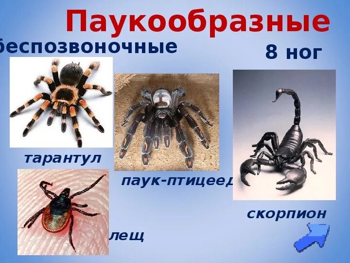 Паукообразные. Презентация на тему паукообразные. Животные класса паукообразные. Беспозвоночные животные паукообразные. Биология паукообразные тест