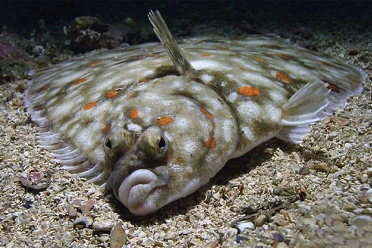 Flounder. Морская рыба камбала. Рыба камбала мальки. Морская камбала Черноморская. Рыба Королевский камбала.