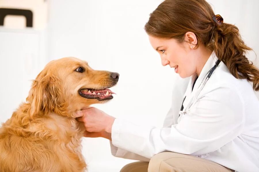Собака часто дышит и трясется. Ветеринар с собакой. Ретривер у ветеринара. Ветеринар осматривает лабрадора.