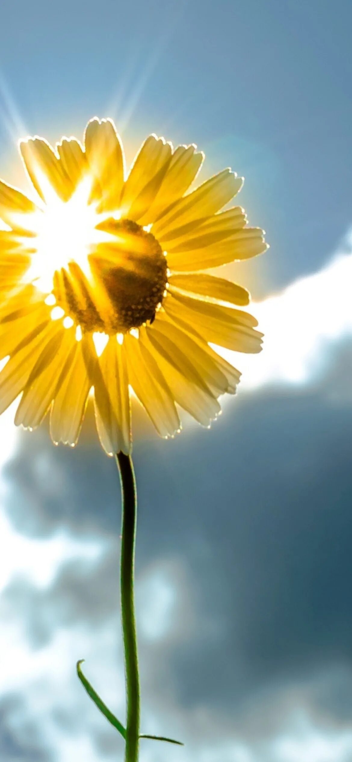 Не бойся солнышко. Злое солнце. Злое солнце. Прекрасное в простом. Злое настроение.