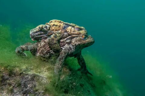 British wildlife photography awards 2024