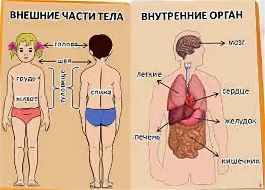 Внутренний организм и внешний