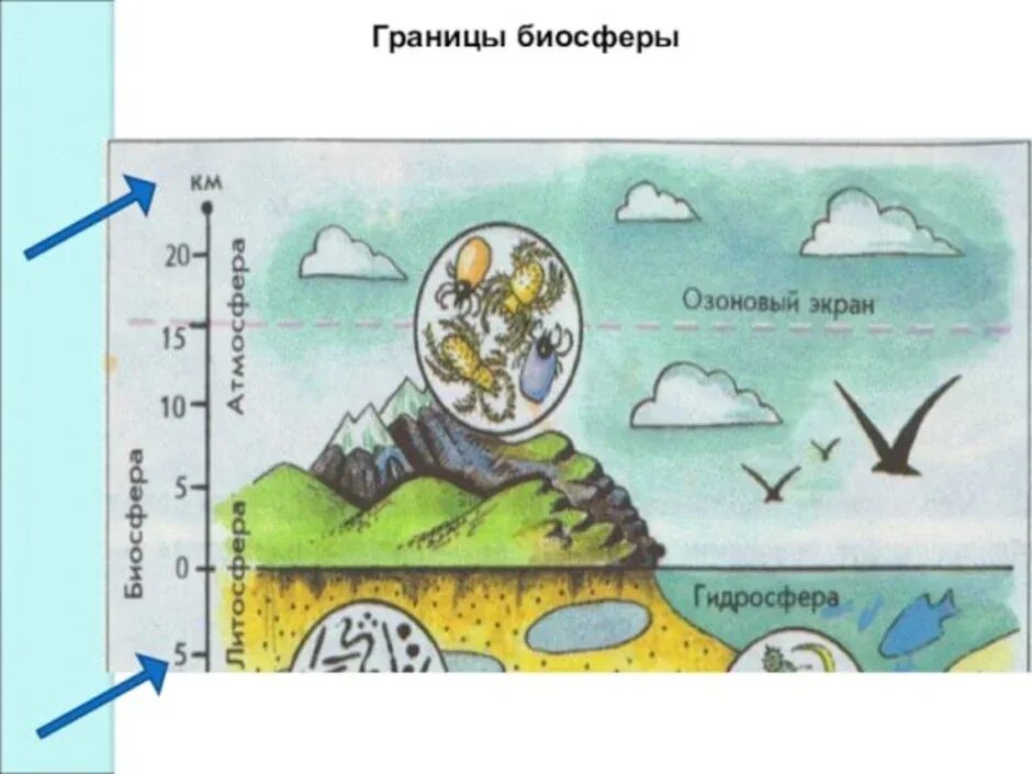 Нарисовать рисунок человек часть биосферы. Литосфера гидросфера атмосфера Биосфера. Биосфера Живая оболочка земли рисунок. Биосфера земли схема. Границы биосферы рисунок.