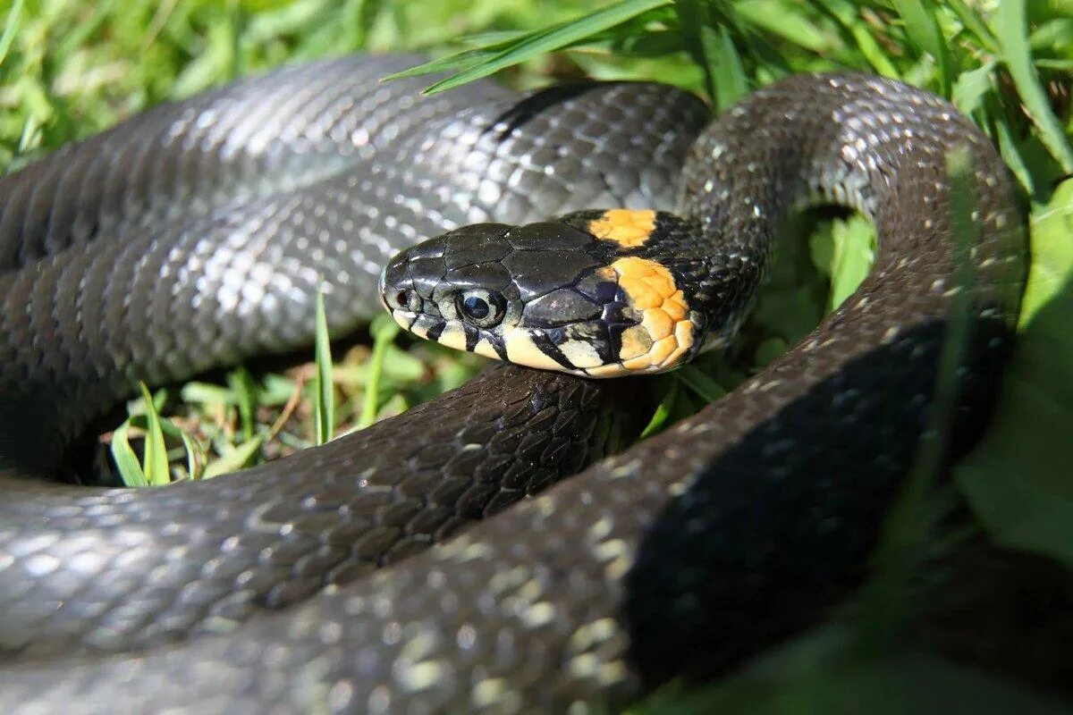 Grass snake. Обыкновенный уж Natrix Natrix. Уж обыкновенный - змея неядовитая. Змея гадюка Болотная. Черная Болотная гадюка.