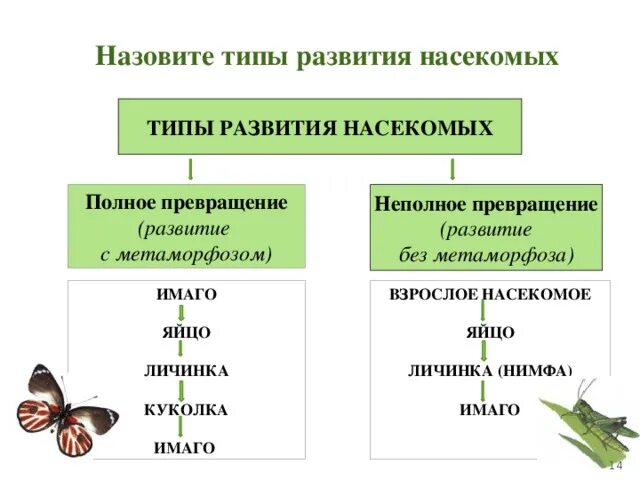 В чем преимущество развития с метаморфозом. Типы развития насекомых полное превращение. Схема развития насекомых с неполным превращением. Цикл развития насекомых с полным и неполным превращением. Типы развития насекомых с полнымпревращ.