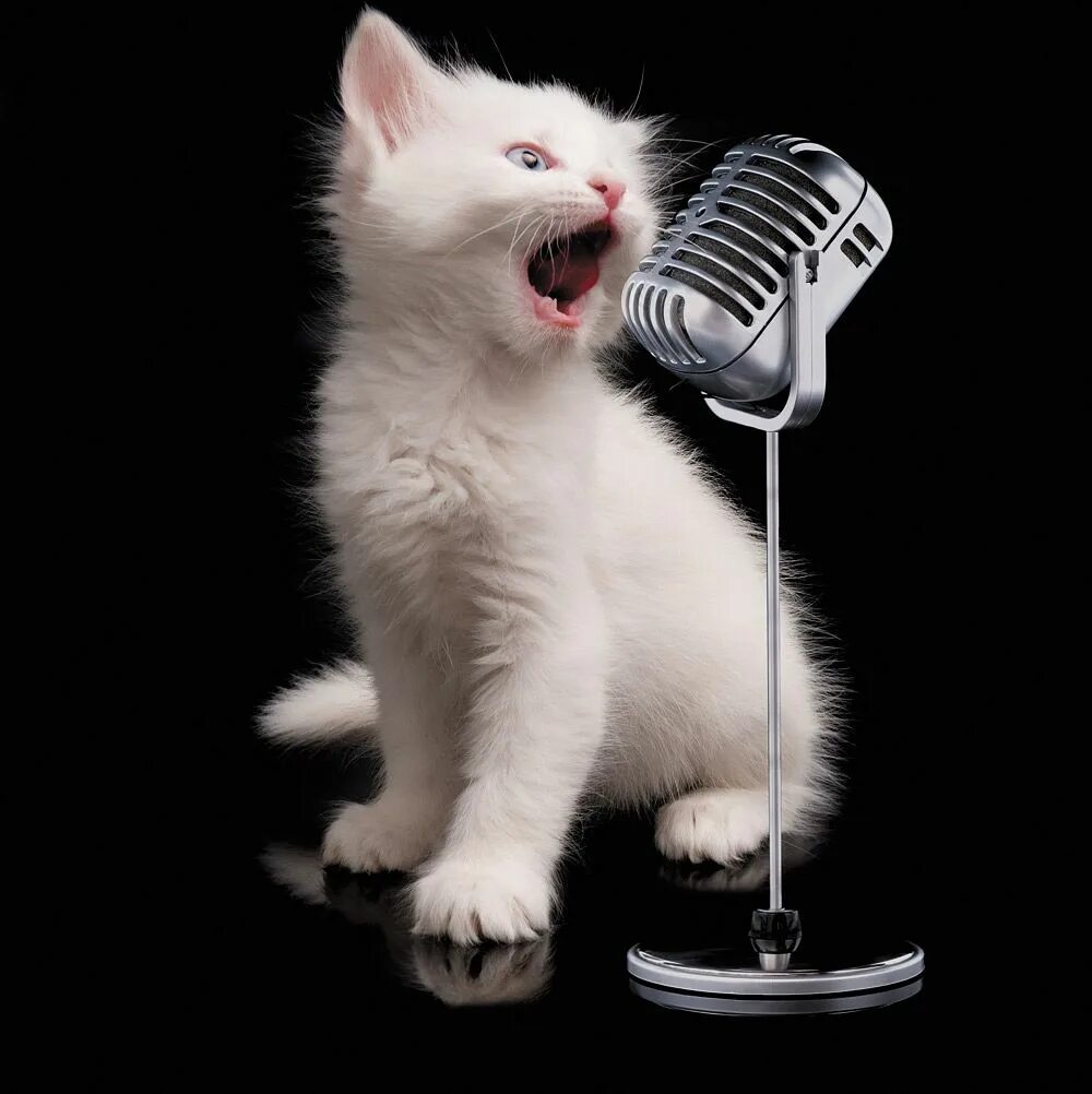 Спокойно петь. Котенок с микрофоном. Кот поет. Котята поют. Петы кошки.