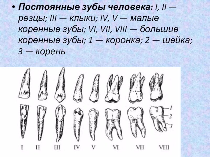 Коренные зубы у взрослых сколько. Постоянные зубы. зубы человека резцы клыки. расположение постоянных зубов.