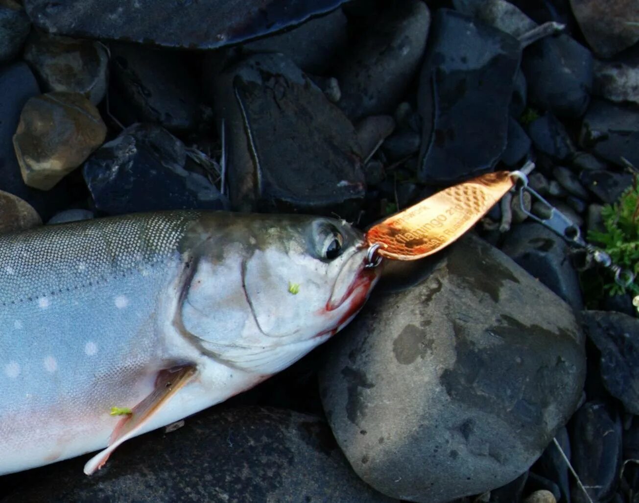 Арктический голец рыба. Арктический голец Salvelinus Alpinus. Форель голец. Голец Озерный рыба. Ленок зимой