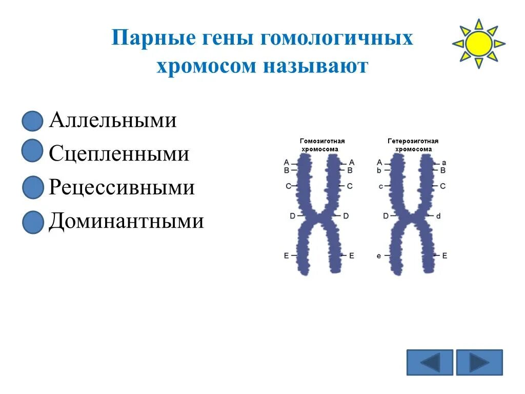 Парные гены гомологичных хромосом называют. Аллельными называются гены. Парные гены Гомологический хромосомы называют аллельными. Аллельные хромосомы. Парные хромосомы называются