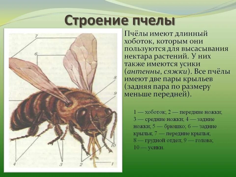 Анатомия пчелы медоносной. Конечности медоносной пчелы. Внешнее строение медоносной пчелы. Пчела строение тела.