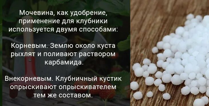 Можно ли подкармливать клубнику мочевиной. Карбамид для клубники. Карбамид для клубники весной. Мочевина для клубники весной. Карбамид мочевина для клубники.