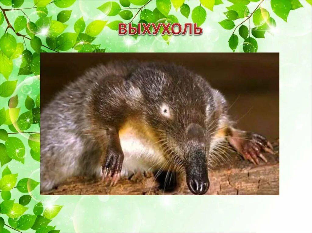 Рязанский заповедник выхухоль. Рязанский заповедник выхухоль. Окский заповедник в рязанской области выхухоль. Окский заповедник в рязанской области выхухоль. Окский заповедник в рязанской области выхухоль.