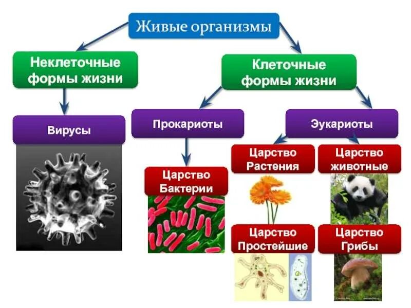 Формы жизни клеточные неклеточные биология. Царство живой природы 5 класс биология бактерии. Царство растений животных грибов бактерий вирусов. Классификация живых организмов царства.