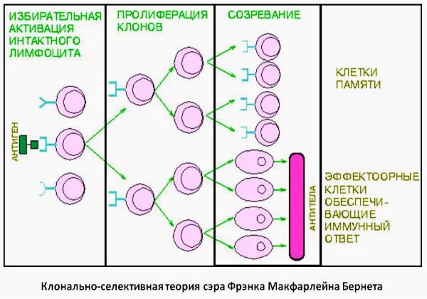 Клонально селективного иммунитета п эрлих. Клонально селекционная теория иммунитета бернета. бернет клонально селекционной теории. клонально селективная теория. клонально-селекционная теория развития антител.