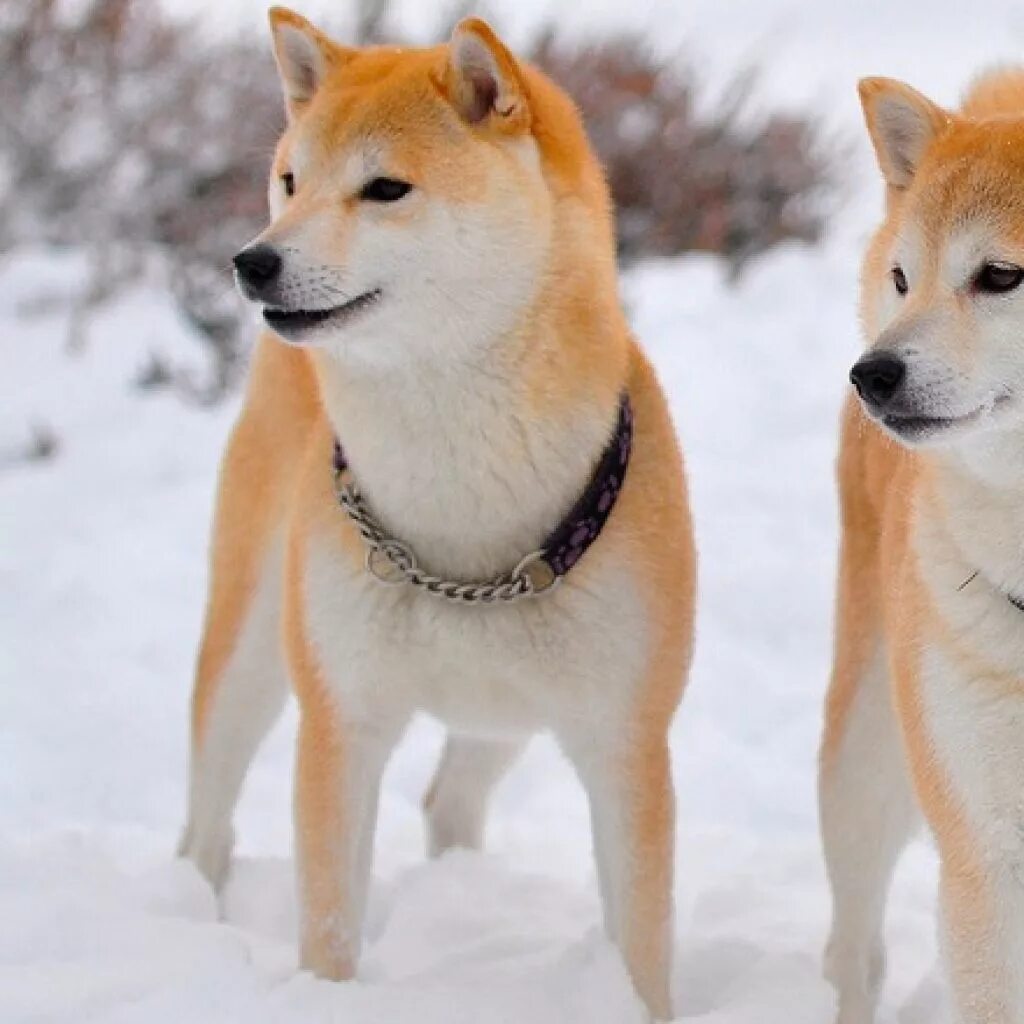 Собака японский сиба цена. Сиба ину. Сиба-ину породы собак. Японская лайка сиба ину. Порода собак Шиба ину.