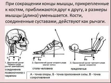 Плечо силы мышцы