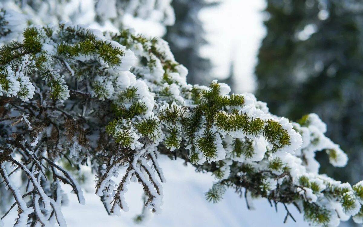 Деревья в снегу. Хвойные деревья в снегу. Заснеженные деревья. Зимняя ветка.