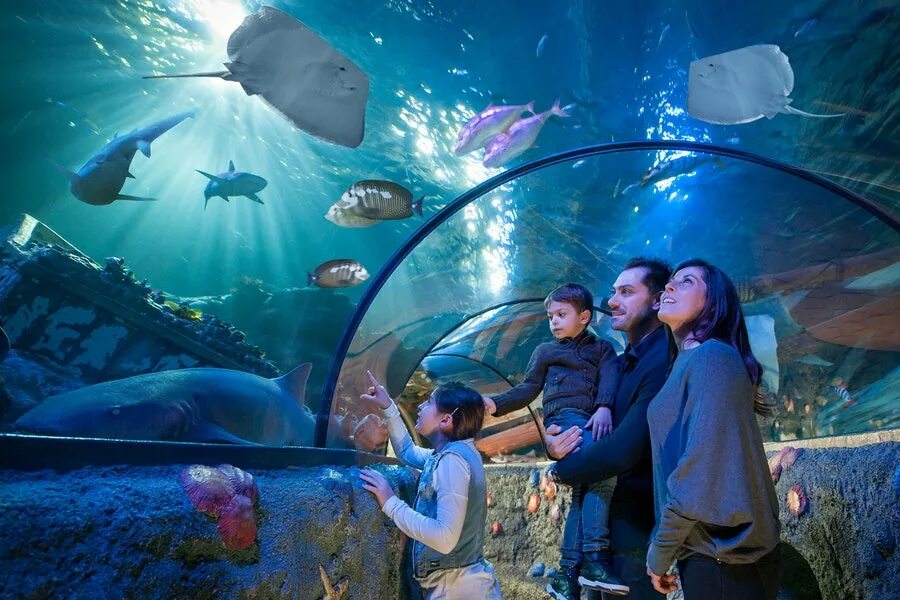 Sochi Discovery World Aquarium в Адлере Сочи - фото и описание Сочи, Адлер, Мест