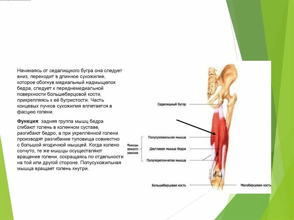 Мышцы прикрепляются к костям с помощью сухожилий. Мышцы прикрепляются к костям с помощью сухожилий