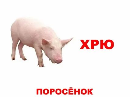 Скажи какое животное