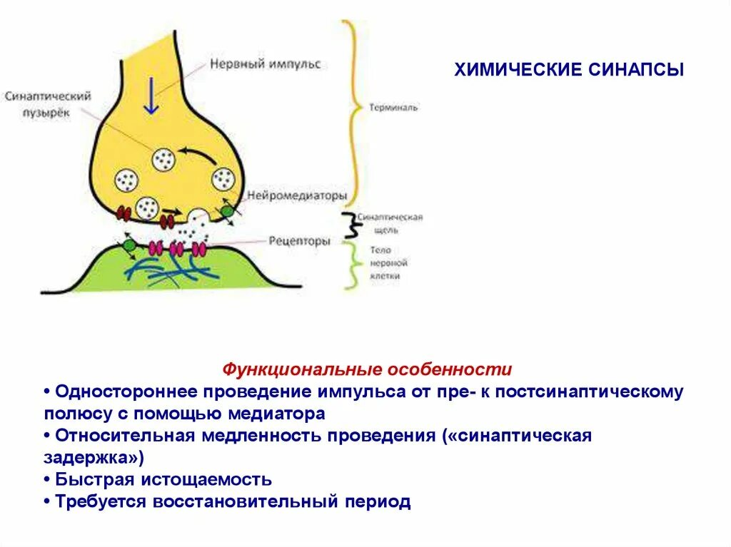 Синаптические пузырьки. Схема передачи импульса через синапс. Нервно химический синапс. Схема передачи нервного импульса через химический синапс. Передача нервного импульса в химическом синапсе.