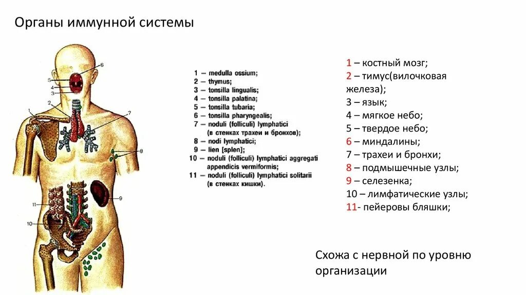 Lymphonodus. Какие органы относятся к иммунной системе человека. 1.Центральные и периферические органы иммунной системы. Расположение центральных и периферических органов иммунной системы. Красный костный мозг иммунная система расположение.