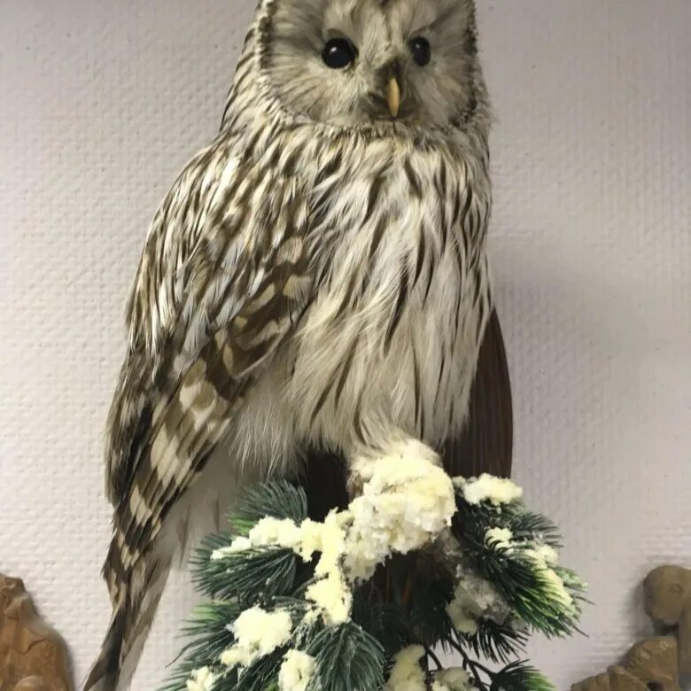 Филин чучело amazon. Чучело совы. Чучело совы. Чучело совы. Юла чучело совы.