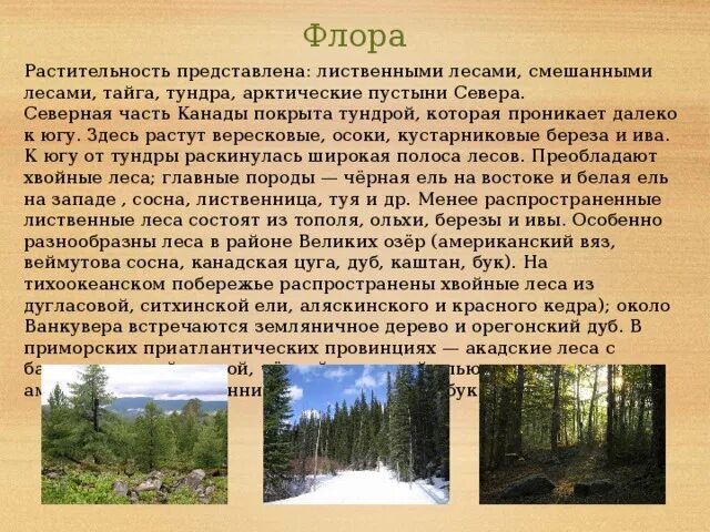 Растительный покров представлен. Тайга и тундра. Тундра и Тайга различия. Тайга и тундра чем отличаются. Отличие тайги от тундры.