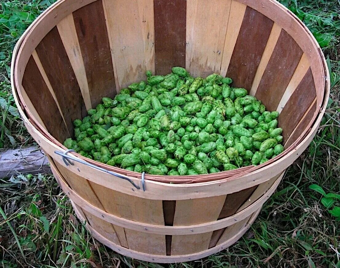 Семена хмеля купить. Семена хмеля. Хмель Hops семена. Корзина для хмеля своими руками. Сортировка для хмеля.