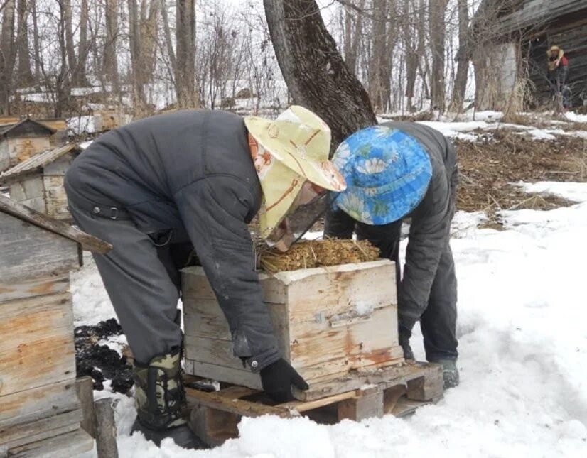 Пчелы зимой. Зимовка пчел. Зима ульи. Подготовка уликов на зиму. Когда выносить пчел