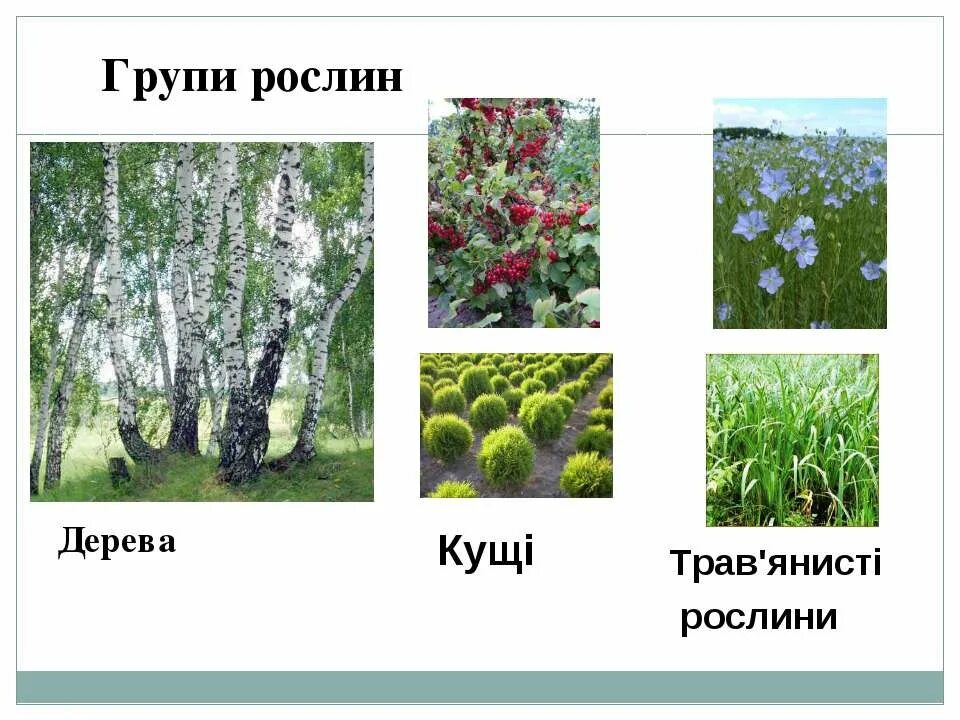 Кущами значение