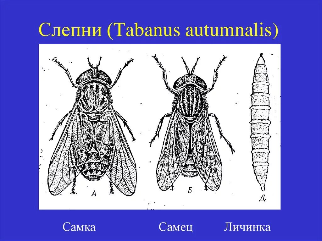 Слепень и овод разница как отличить. Слепни морфология. слепень бычий tabanus bovinus. слепень самка и самец. самка слепня.
