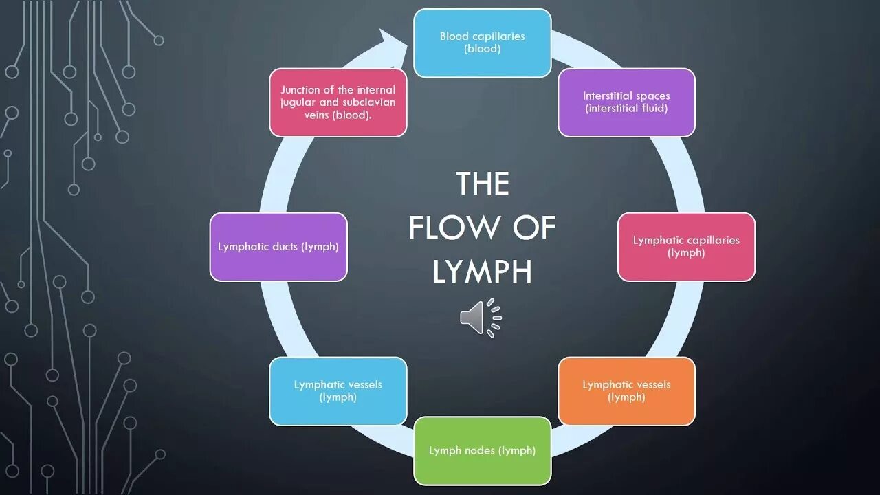 Lymph Flow. Lymphatic System. It Flows через. «Flow-эффект» профессии. Theflow