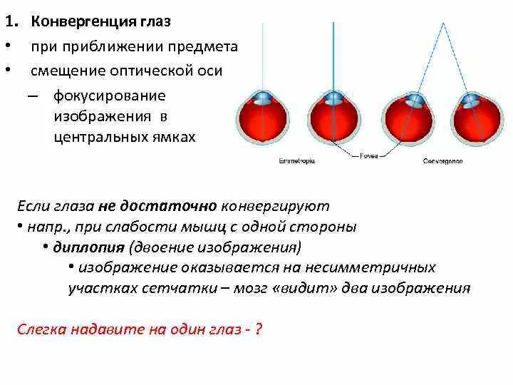 Механизм конвергенции офтальмология. Нарушение аккомодации и конвергенции глаза. Конвергенция и дивергенция зрения. Нарушение конвергенции глазных яблок.