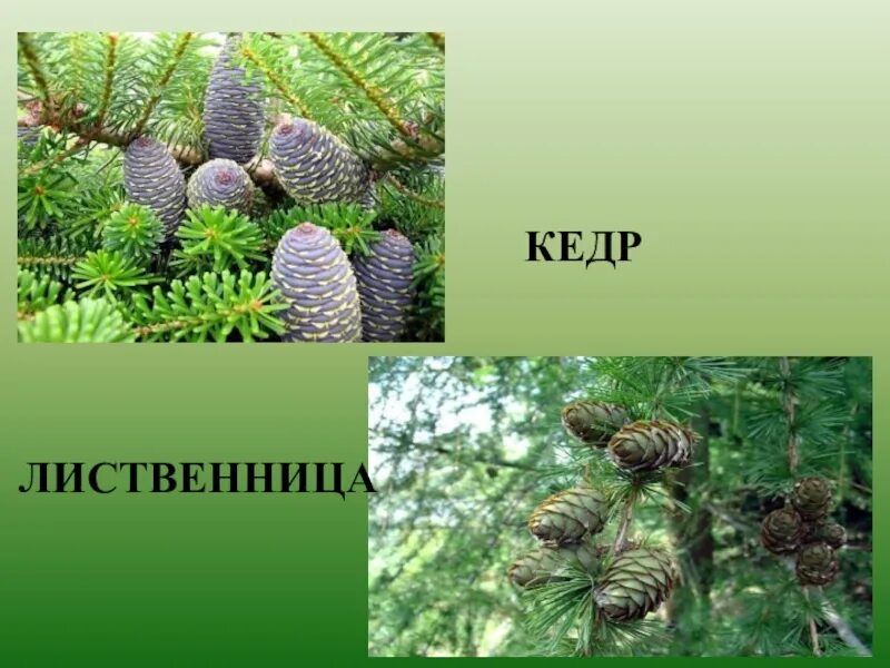 Ель это голосеменное растение. Кедр ,лиственница,пихта. Лиственница голосеменное. Голосеменные кедр. Лиственница голосеменное растение.