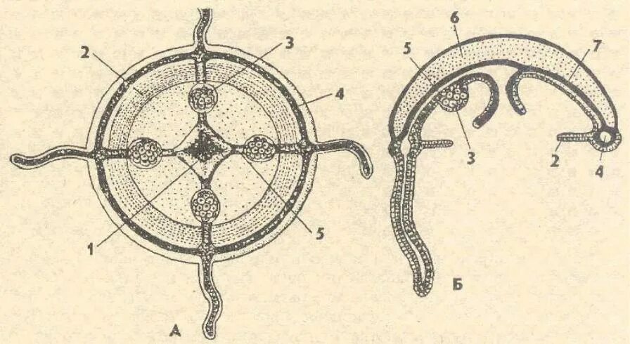 Кольцевой канал. Строение гидромедузы. Строение гидроидной медузы. Внутреннее строение медузы. Строение гидроиднрйй медузы.