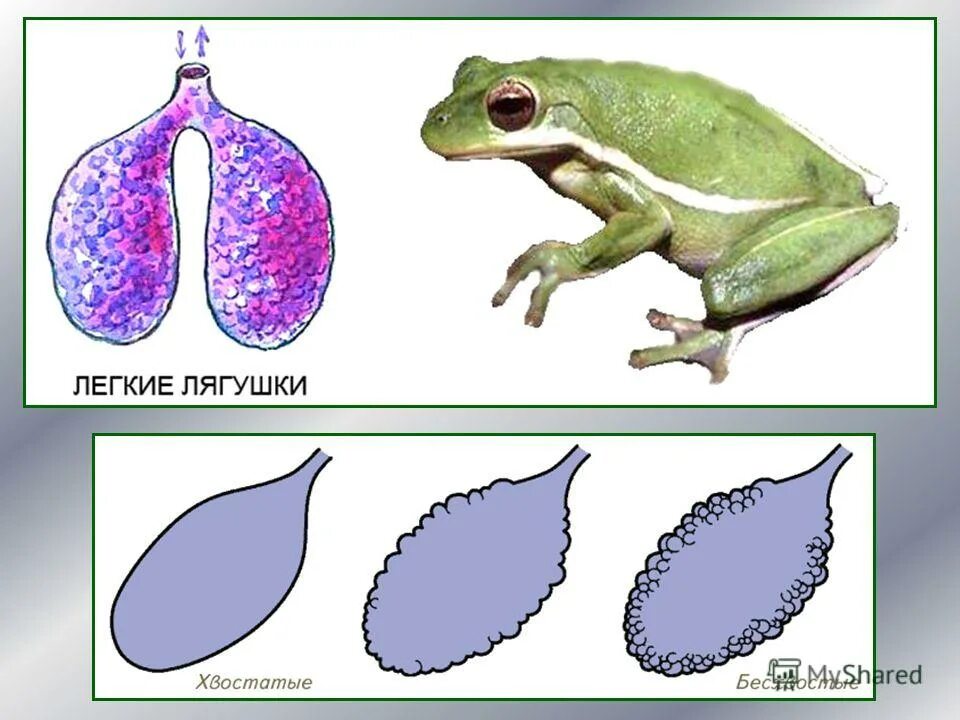 Легкие земноводных. Строение легких амфибий. Легкие лягушки. Легкие Жабы. Функции дыхания у взрослых земноводных