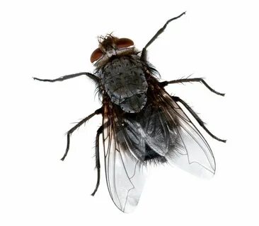 Fly but